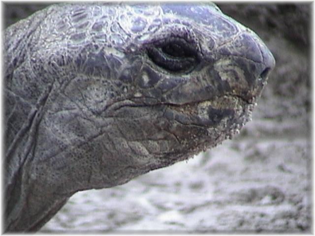 ALDABRA TORTOISE 0110